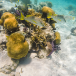 Caye Caulker Belize Barrier Reef Sharks & Rays