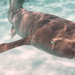 Nurse Shark Caye Caulker