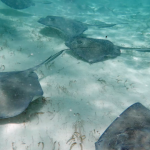 Stingrays