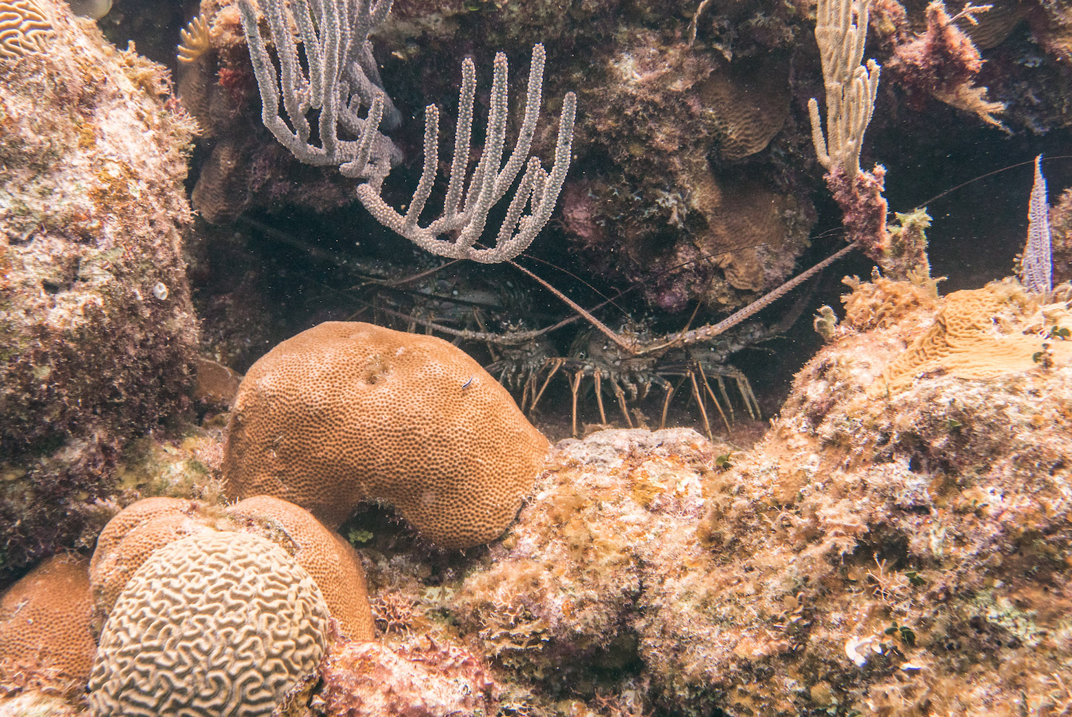 Spiny Lobsters Hiding in the Reef