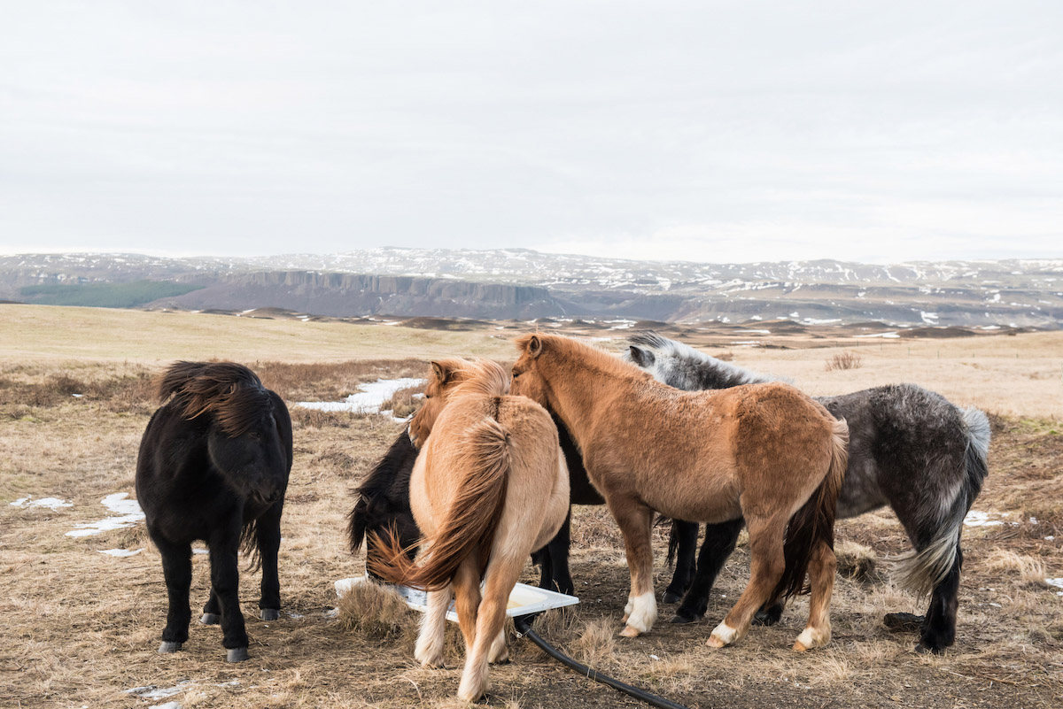 ICELAND 2016_757