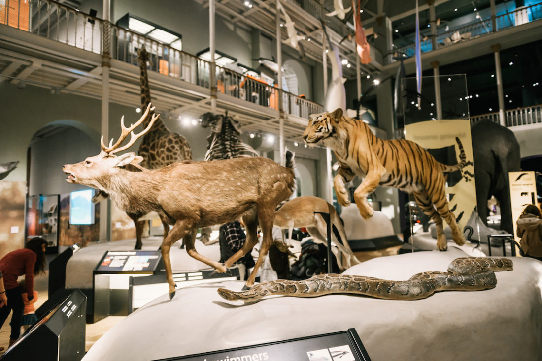 Night at the Museum: The National Museum of Scotland