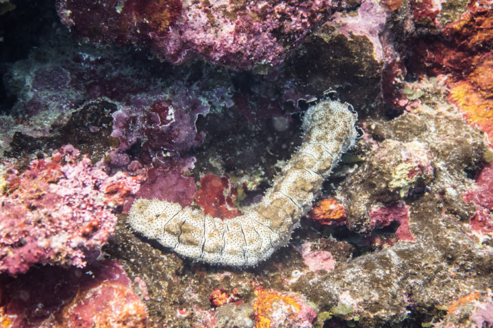 Tokoriki Island Scuba Diving & A Plea to Save Our Coral Reefs
