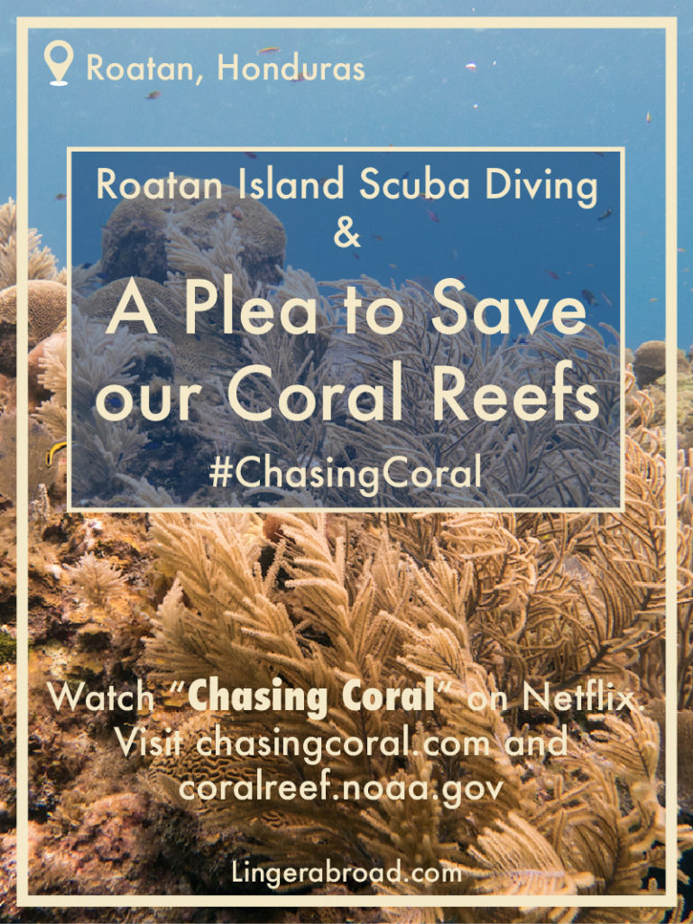 Tokoriki Island Scuba Diving & A Plea to Save Our Coral Reefs